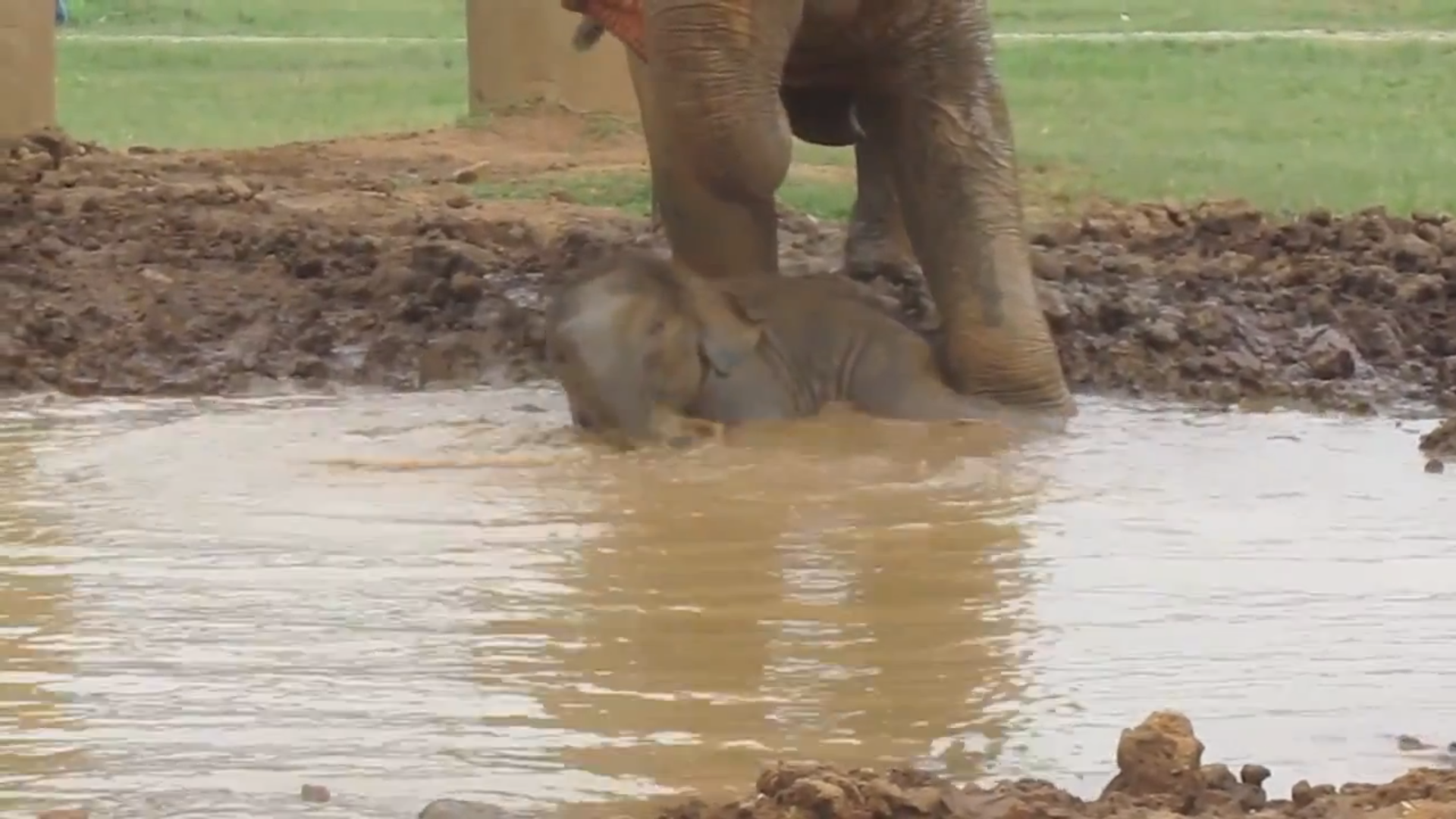 Lerbad, Elefantbebis